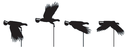 flying birds